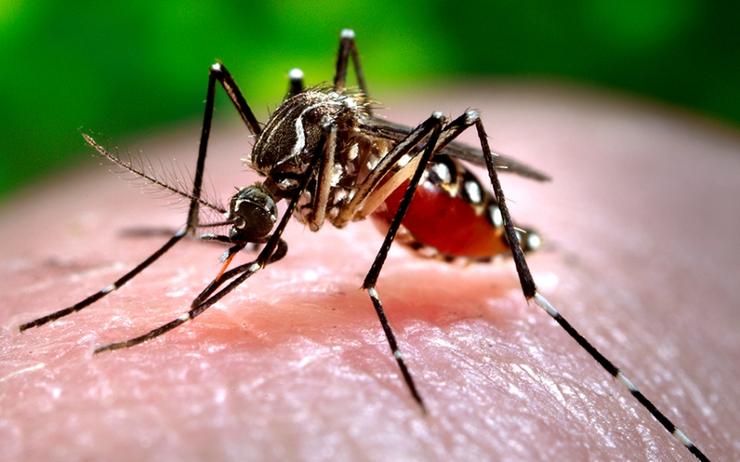 La dengue, le chikungunya et le zika